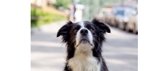 Choroba lokomocyjna u psów